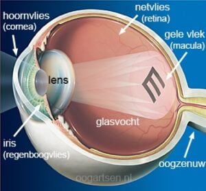 oogbouw